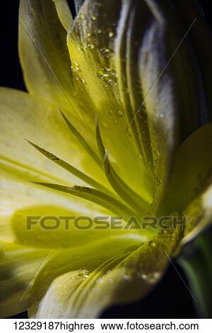 Flowers View Large Photo Image Stock Photograph - Flowers. Fotosearch