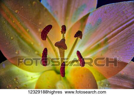Stock Photograph - Flowers. Fotosearch