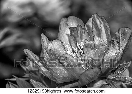 Flowers View Large Photo Image Stock Photograph - Flowers. Fotosearch