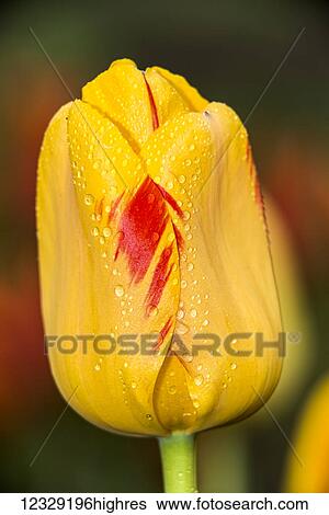 Stock Photograph - Flowers. Fotosearch