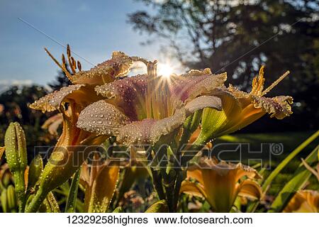 Flowers View Large Photo Image Stock Photograph - Flowers. Fotosearch