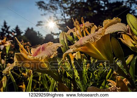 Stock Photograph - Flowers. Fotosearch