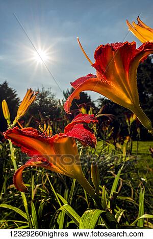 Stock Photograph - Flowers. Fotosearch