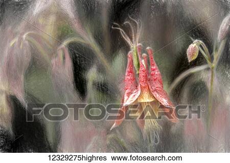 Stock Photograph - Flowers. Fotosearch