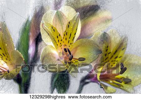 Stock Photograph - Flowers. Fotosearch