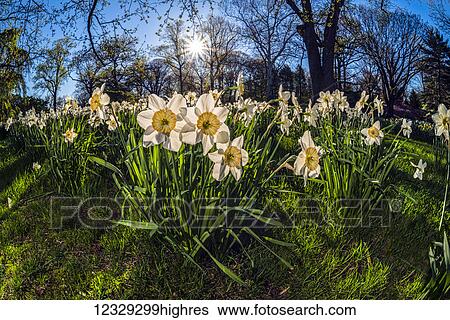 Flowers View Large Photo Image Stock Photograph - Flowers. Fotosearch