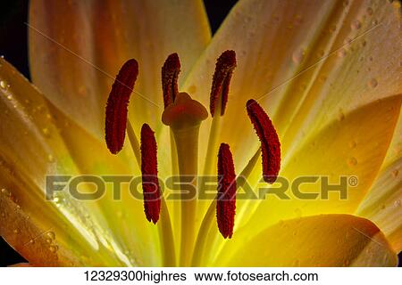 Stock Photograph - Flowers. Fotosearch