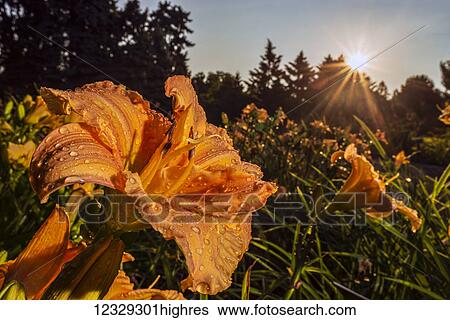 Flowers View Large Photo Image Stock Photograph - Flowers. Fotosearch