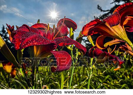 Stock Photograph - Flowers. Fotosearch