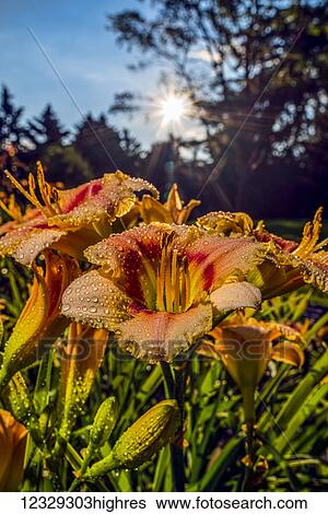 Stock Photograph - Flowers. Fotosearch