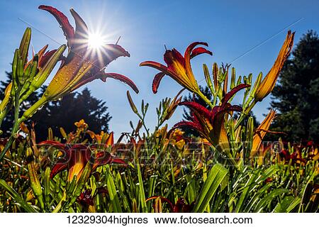 Flowers View Large Photo Image Stock Photograph - Flowers. Fotosearch