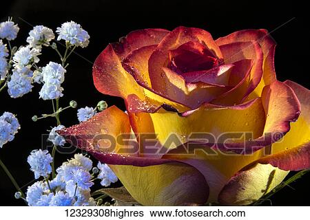 Stock Photograph - Flowers. Fotosearch