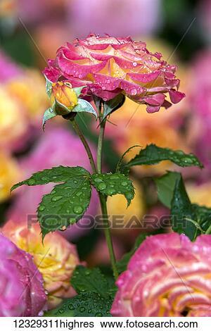 Stock Photograph - Flowers. Fotosearch