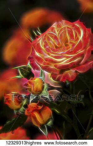 Stock Photograph - Flowers. Fotosearch