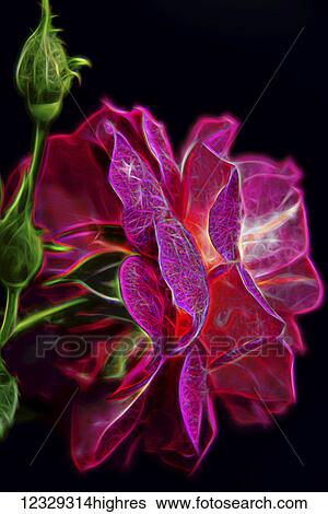 Stock Photograph - Flowers. Fotosearch