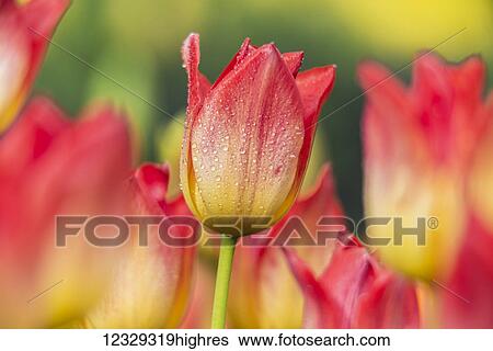 Flowers View Large Photo Image Stock Photograph - Flowers. Fotosearch