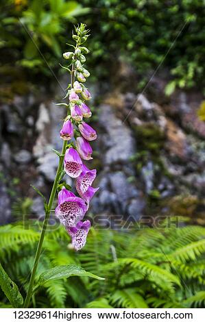 Stock Photograph - Flowers. Fotosearch