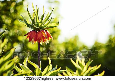 Stock Photograph - Flowers. Fotosearch
