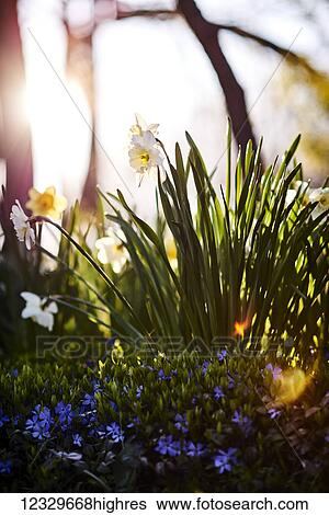 Stock Photograph - Flowers. Fotosearch