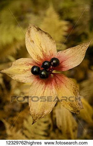 Flowers View Large Photo Image Stock Photograph - Flowers. Fotosearch