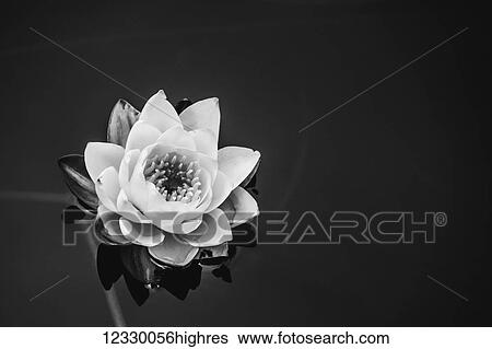 Flowers View Large Photo Image Stock Photograph - Flowers. Fotosearch