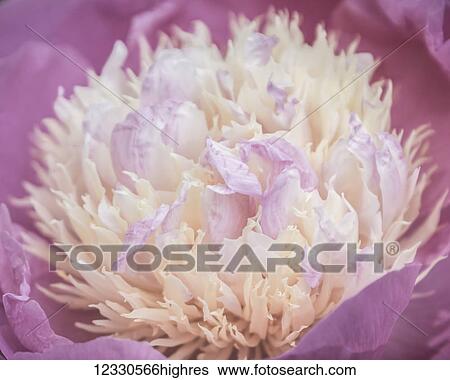 Stock Photograph - Flowers. Fotosearch