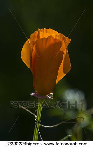 Flowers View Large Photo Image Stock Photograph - Flowers. Fotosearch