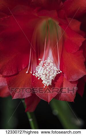 Stock Photograph - Flowers. Fotosearch