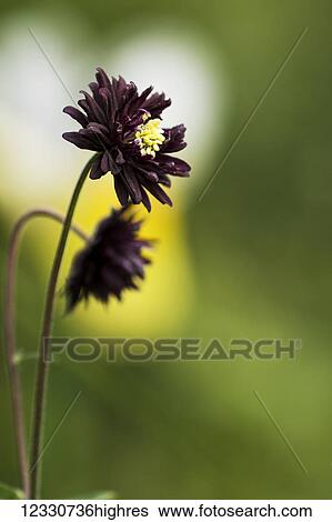 Stock Photograph - Flowers. Fotosearch