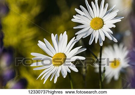 Stock Photograph - Flowers. Fotosearch
