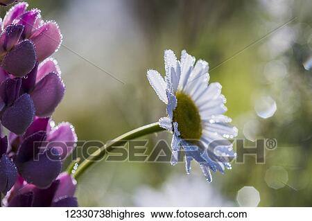 Flowers View Large Photo Image Stock Photograph - Flowers. Fotosearch