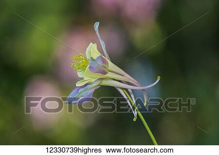 Stock Photograph - Flowers. Fotosearch