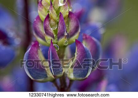 Flowers View Large Photo Image Stock Photograph - Flowers. Fotosearch
