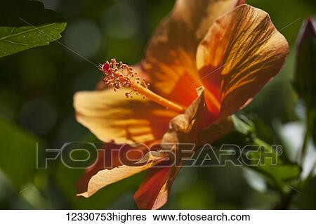 Flowers View Large Photo Image Stock Photograph - Flowers. Fotosearch