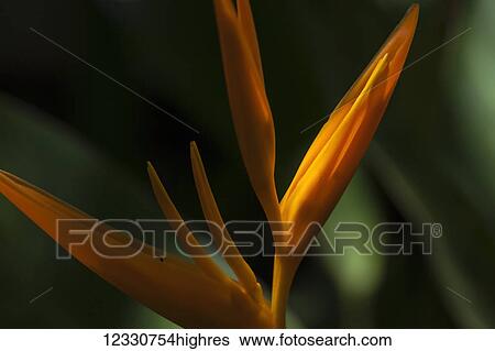 Stock Photograph - Flowers. Fotosearch