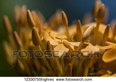 Flowers View Large Photo Image Stock Photograph - Flowers. Fotosearch
