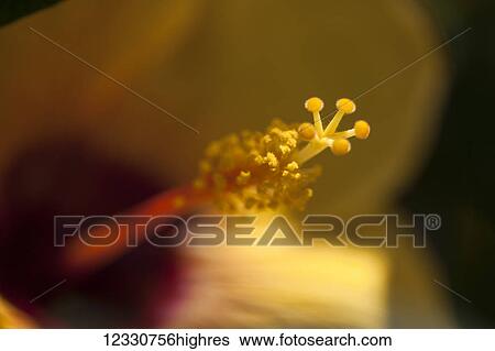 Stock Photograph - Flowers. Fotosearch