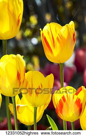 Flowers View Large Photo Image Stock Photograph - Flowers. Fotosearch