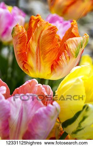 Flowers View Large Photo Image Stock Photograph - Flowers. Fotosearch