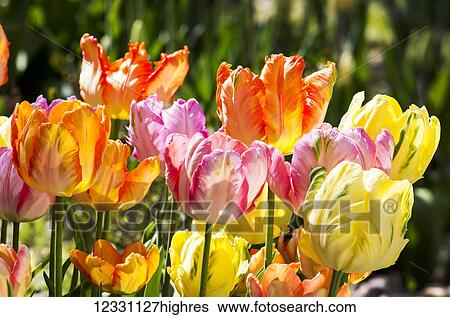 Flowers View Large Photo Image Stock Photograph - Flowers. Fotosearch