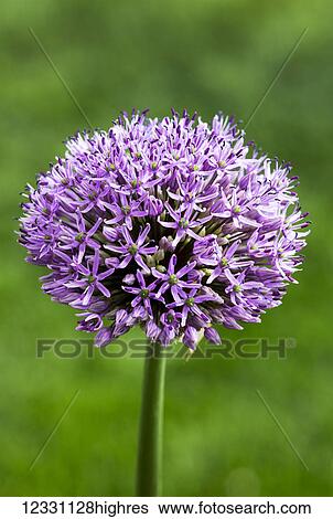 Flowers View Large Photo Image Stock Photograph - Flowers. Fotosearch
