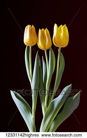 Flowers View Large Photo Image Stock Photograph - Flowers. Fotosearch