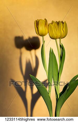 Flowers View Large Photo Image Stock Photograph - Flowers. Fotosearch