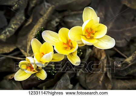 Stock Photograph - Flowers. Fotosearch