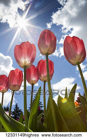 Stock Photograph - Flowers. Fotosearch