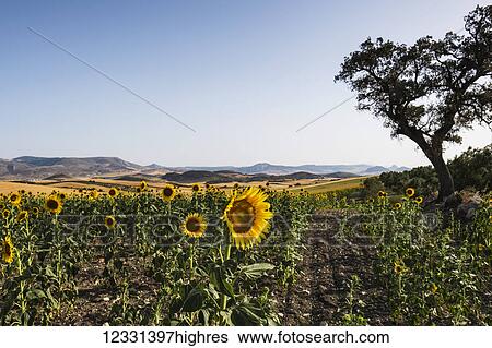 Flowers View Large Photo Image Stock Photograph - Flowers. Fotosearch