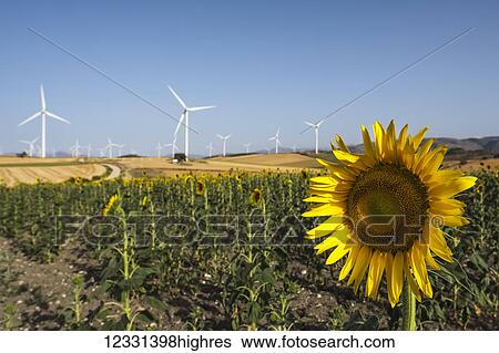 Stock Photograph - Flowers. Fotosearch