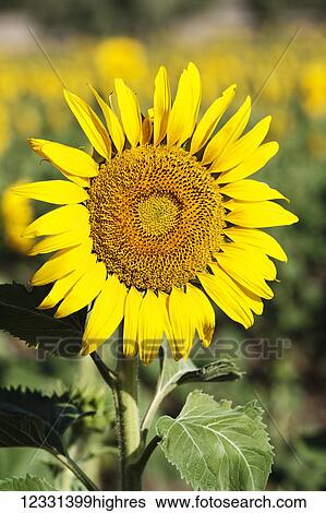 Flowers View Large Photo Image Stock Photograph - Flowers. Fotosearch