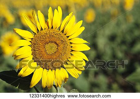 Stock Photograph - Flowers. Fotosearch