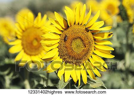 Flowers View Large Photo Image Stock Photograph - Flowers. Fotosearch